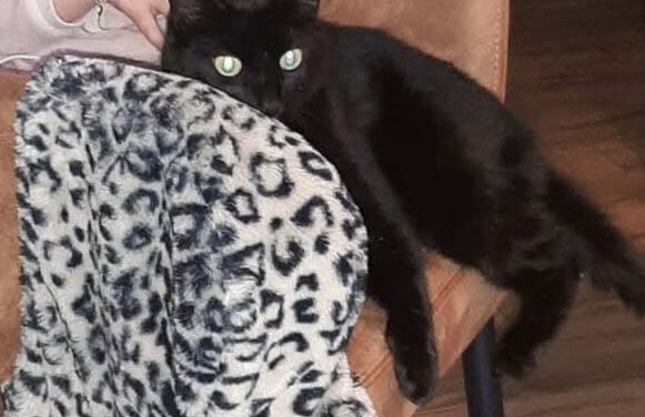 Wie heeft onze lieve kat Pip gezien?