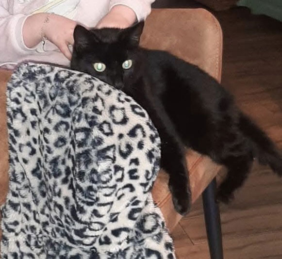 Wie heeft onze lieve kat Pip gezien?