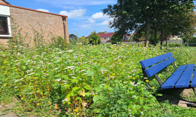 Kleur en bloei rondom ‘De Berghorst’