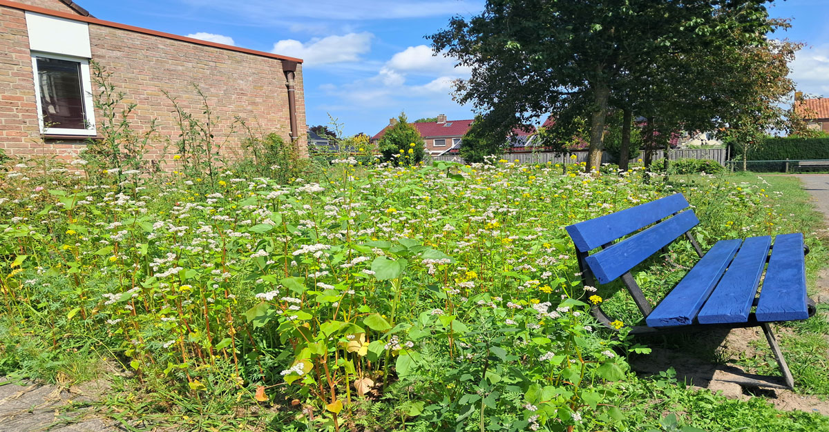 Kleur en bloei rondom ‘De Berghorst’
