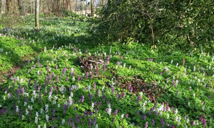 6 oktober NBVIJS ledencontactavond met Geert Drogt over de natuur de 4 jaargetijden door
