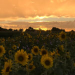 Zon en bloemen