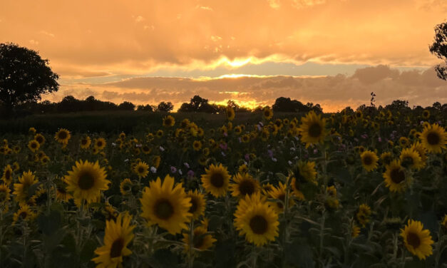 Zon en bloemen