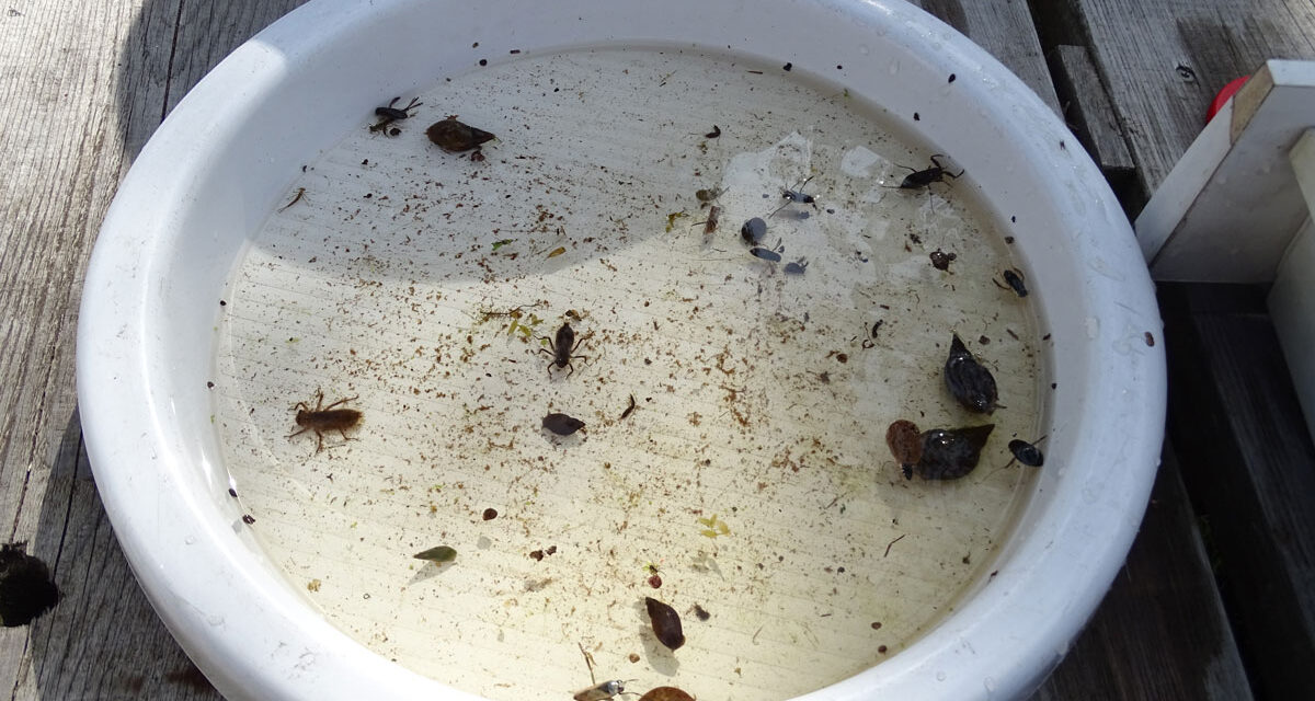 Werkgroep jeugd “Weer of geen Weer” gaat waterbeestjes zoeken