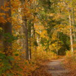 Mooie herfstkleuren in het bos