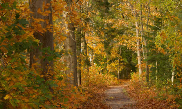 Mooie herfstkleuren in het bos