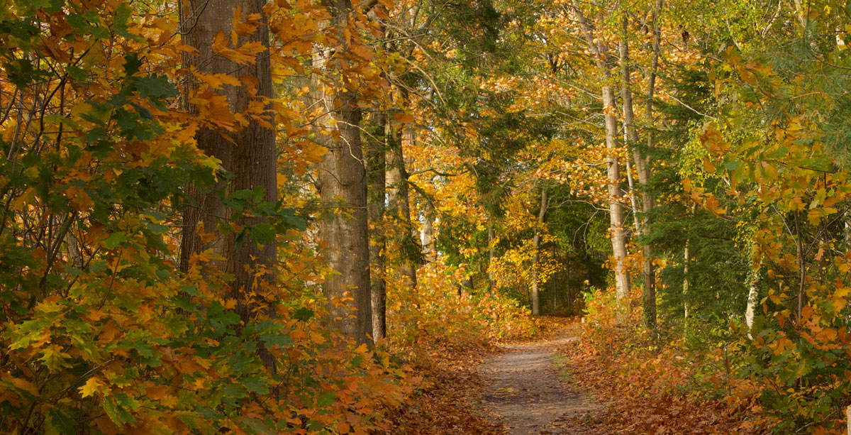 Mooie herfstkleuren in het bos
