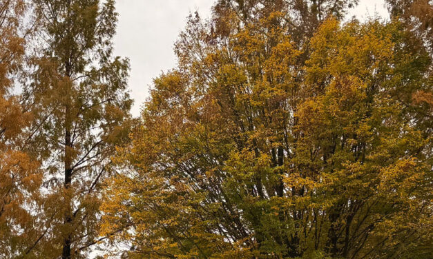 Mooie herfstkleuren aan de markt in Staphorst