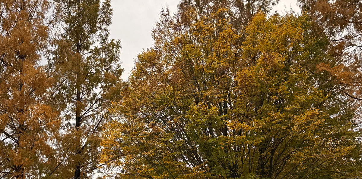 Mooie herfstkleuren aan de markt in Staphorst