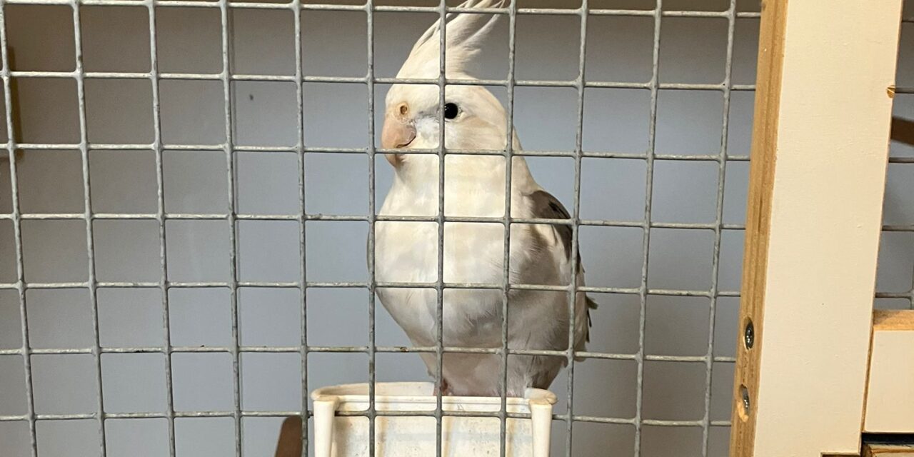 Wie mist deze valparkiet?