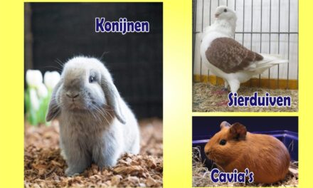 Liefde voor dieren