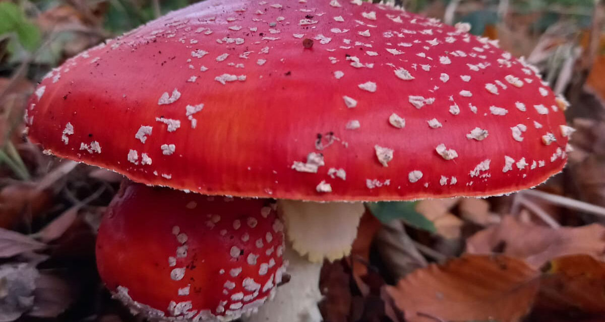 Grootheid en schoonheid bij Dickninge