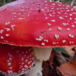 Grootheid en schoonheid bij Dickninge