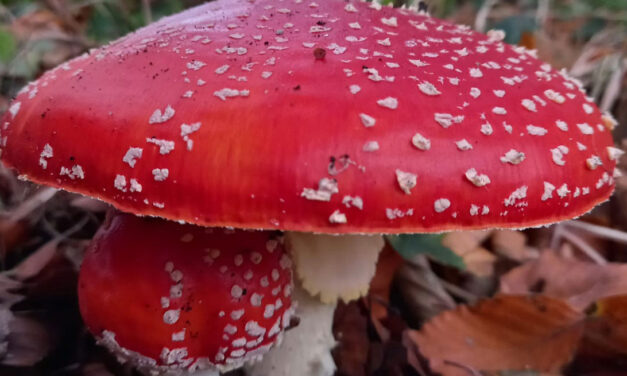 Grootheid en schoonheid bij Dickninge
