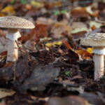 Paddenstoelenwandeling op zaterdag 25 oktober 2025 van de Natuurbeschermingsvereniging “IJhorst/Staphorst E.O.”