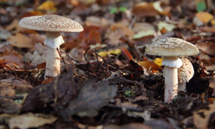 Paddenstoelenwandeling op zaterdag 25 oktober 2025 van de Natuurbeschermingsvereniging “IJhorst/Staphorst E.O.”