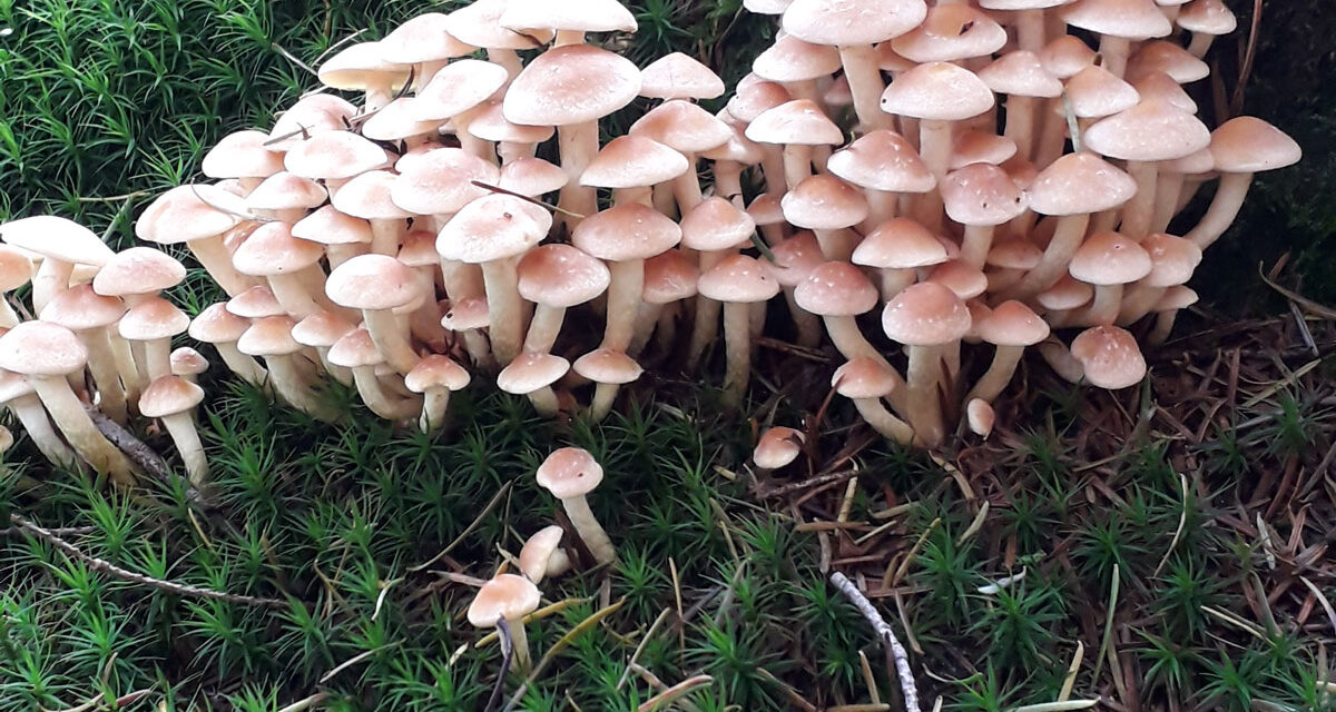Met de Natuurbeschermingsvereniging op zoek naar mooie paddestoelen