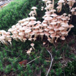 Met de Natuurbeschermingsvereniging op zoek naar mooie paddestoelen