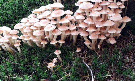 Met de Natuurbeschermingsvereniging op zoek naar mooie paddestoelen