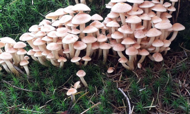 Met de Natuurbeschermingsvereniging op zoek naar mooie paddestoelen