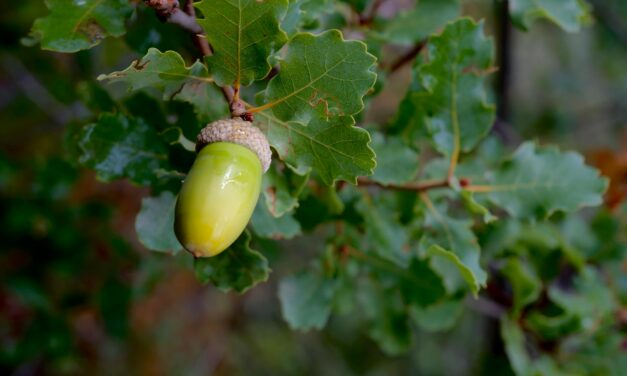 Eikelinzameling 25 oktober 2025