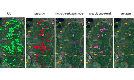 Resultaten en analyse weidevogelseizoen Staphorsterveld e.o. 2025