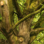 Gratis snoeiafval inleveren op zaterdag 29 november