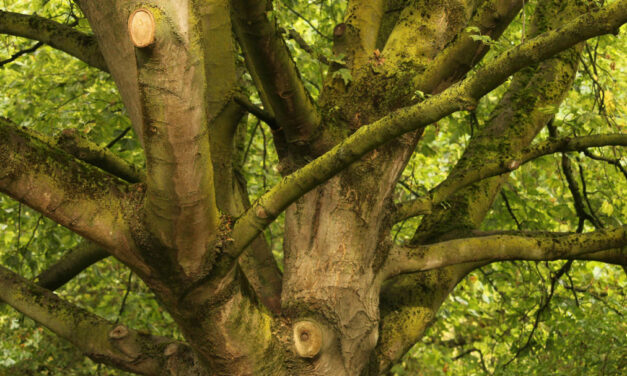 Gratis snoeiafval inleveren op zaterdag 29 november