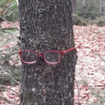 Nieuw: boom met (jouw) bril?