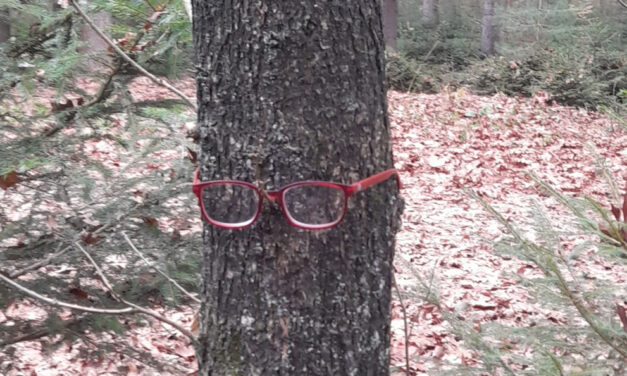 Nieuw: boom met (jouw) bril?