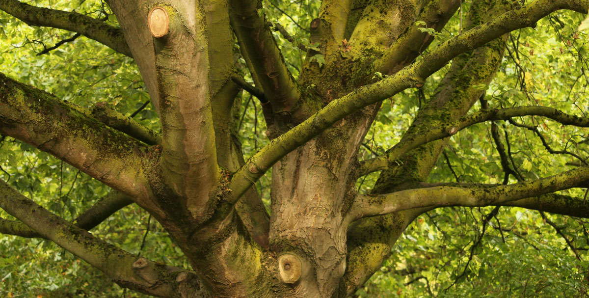 Gratis snoeiafval inleveren op zaterdag 29 november