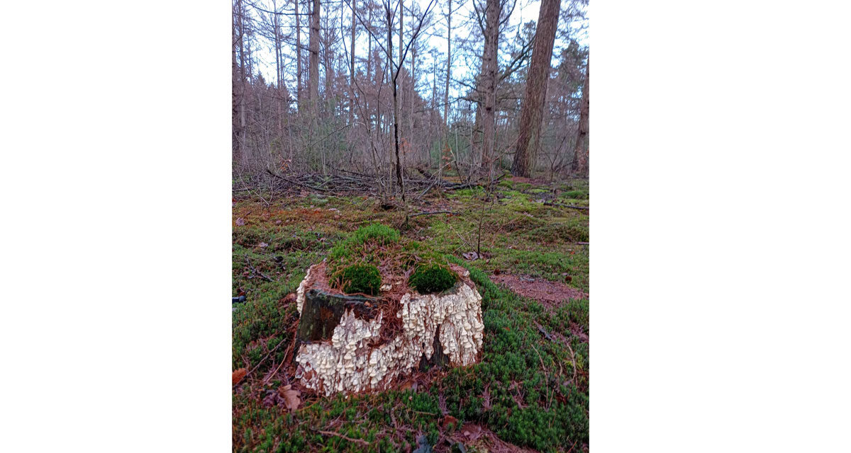 Wandeling zaterdag 15 november 2025 Natuurbeschermingsvereniging “IJhorst-Staphorst e.o.”