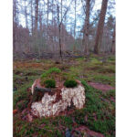 Wandeling zaterdag 15 november 2025 Natuurbeschermingsvereniging “IJhorst-Staphorst e.o.”