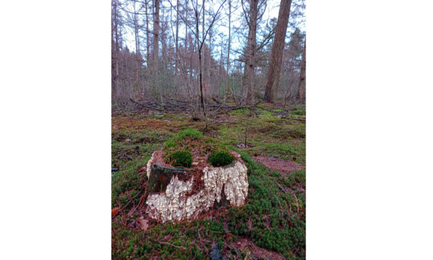 Wandeling zaterdag 15 november 2025 Natuurbeschermingsvereniging “IJhorst-Staphorst e.o.”