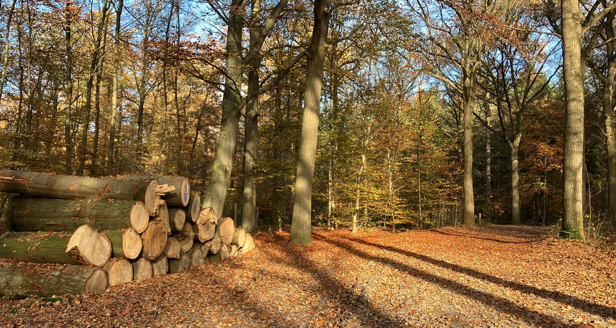 Herfst 2025 in foto’s