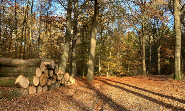 Herfst 2025 in foto’s