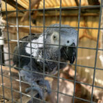 Grijze roodstaart vermist