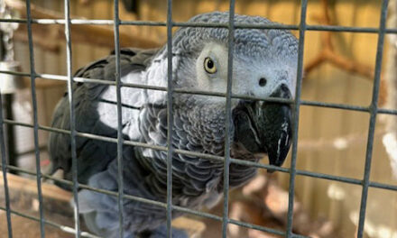 Grijze roodstaart vermist