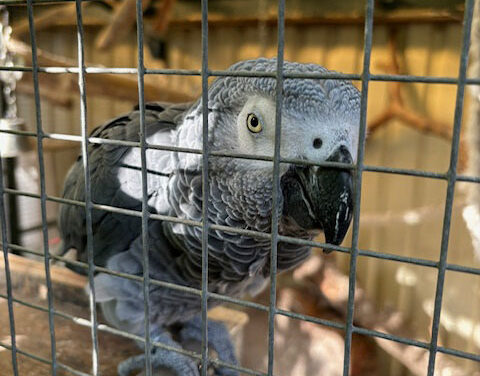 Grijze roodstaart vermist