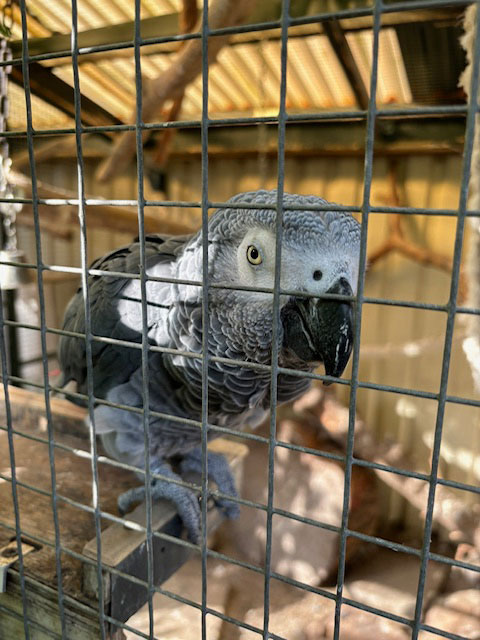 Grijze roodstaart vermist