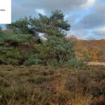 Interactieve excursie voor kinderen op de heide