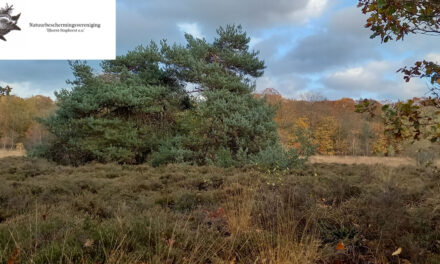 Interactieve excursie voor kinderen op de heide