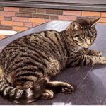 Kat vermist omgeving Lindenlaan Staphorst