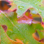 Gedicht: God geeft hoop