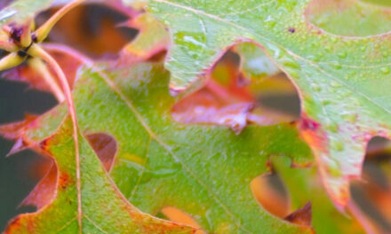 Gedicht: God geeft hoop