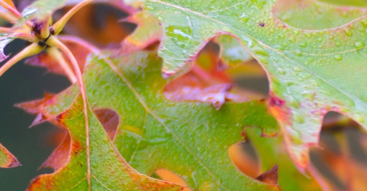 Gedicht: God geeft hoop