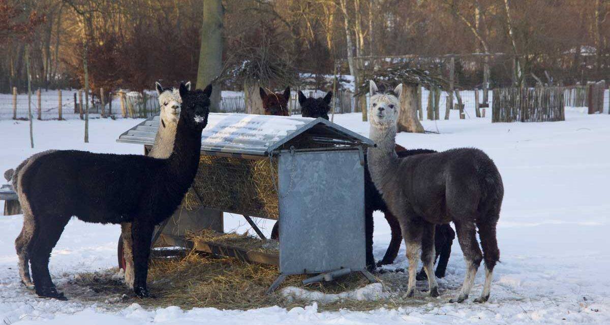 Alpaca’s in de sneeuw bij Samenzóo