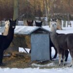 Alpaca’s in de sneeuw bij Samenzóo