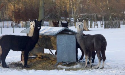 Alpaca’s in de sneeuw bij Samenzóo
