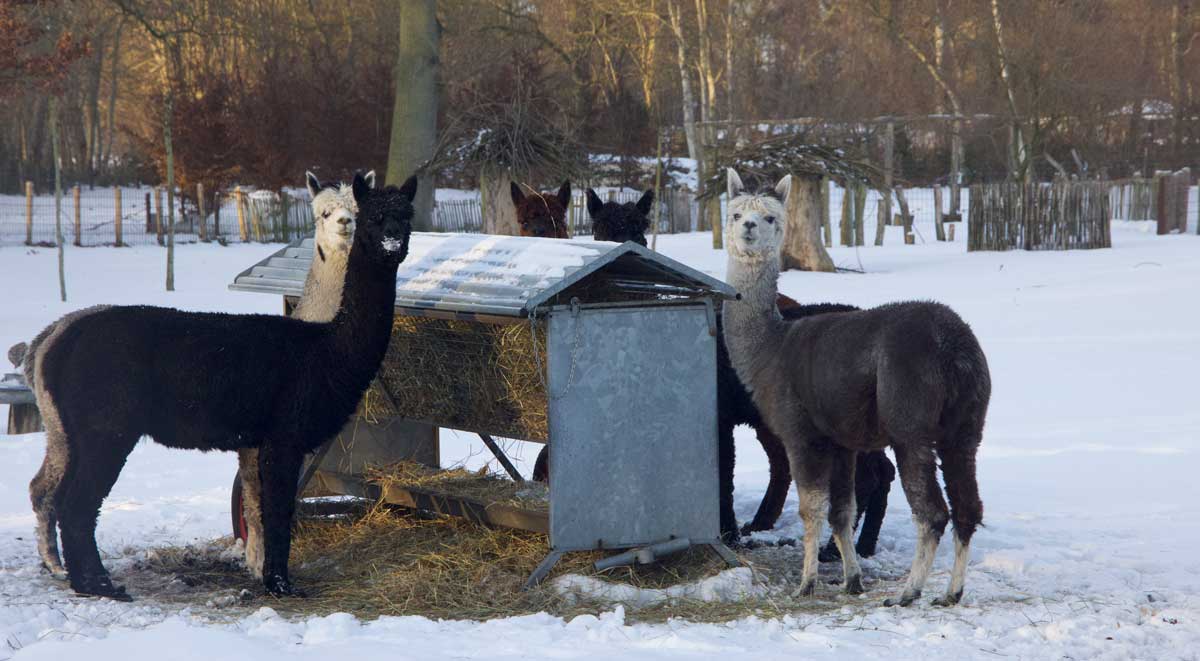 Alpaca’s in de sneeuw bij Samenzóo